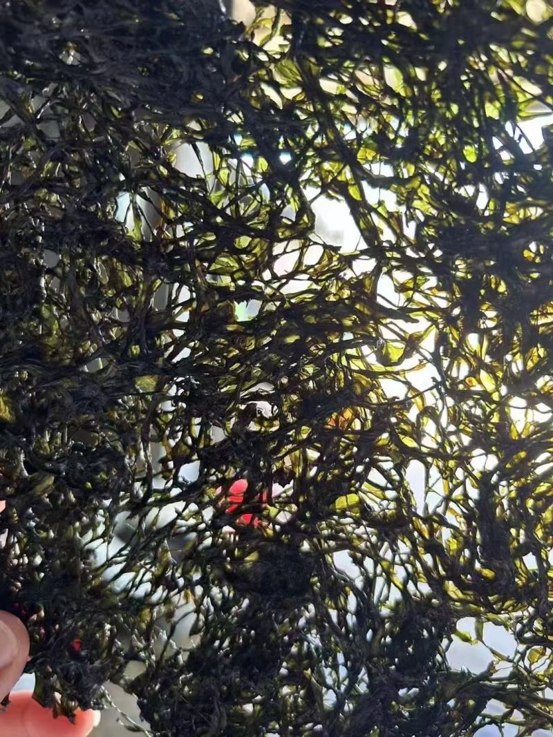 东山头水紫菜