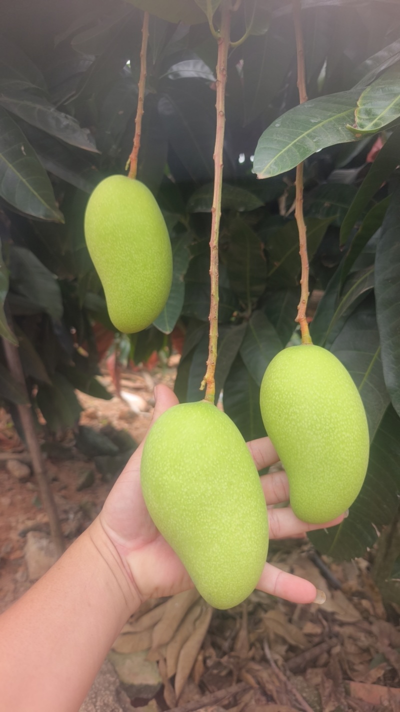 海南热带金煌芒