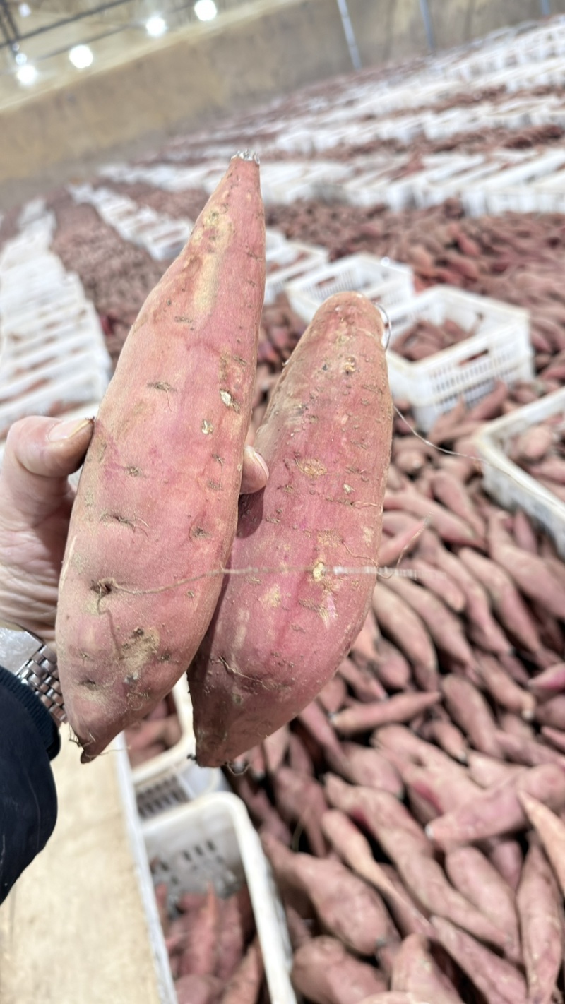 河北深州水冼精品西瓜红大量供应