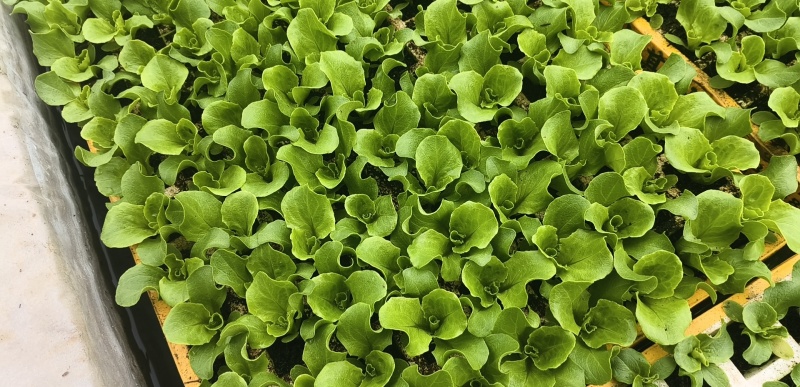 意大利生菜苗