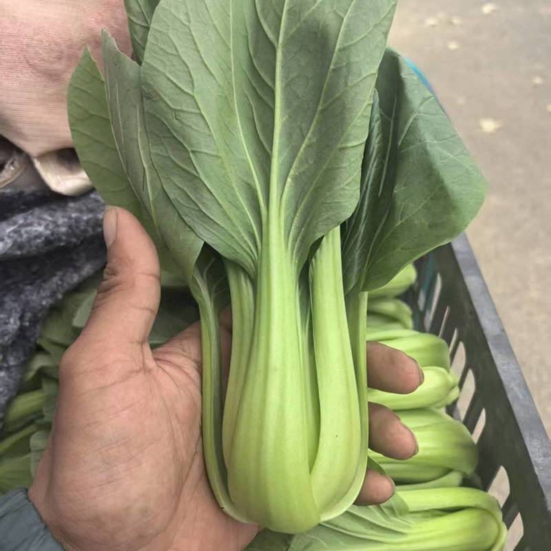 【推荐】精品上海青/江苏上海青/产地直发/欢迎来电