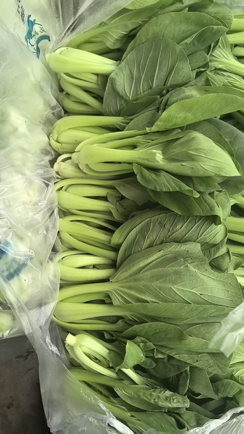 【推荐】精品上海青/江苏上海青/产地直发/欢迎来电
