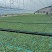 鲜食羽衣甘蓝苗/基地专用/颜色墨绿产量高