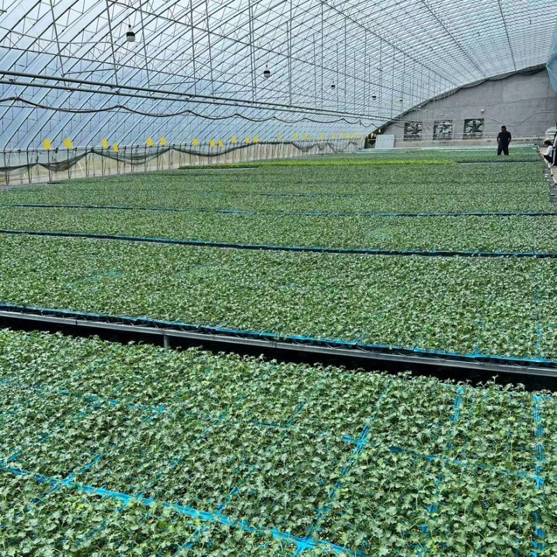 鲜食羽衣甘蓝苗/基地专用/颜色墨绿产量高