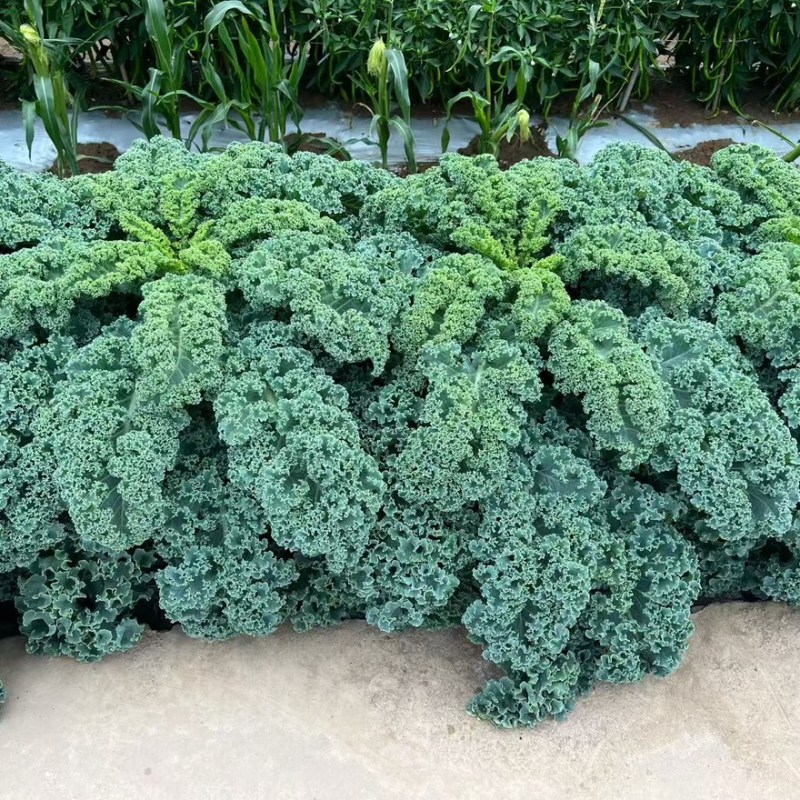 鲜食羽衣甘蓝苗/基地专用/颜色墨绿产量高