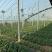 鲜食羽衣甘蓝苗/基地专用/颜色墨绿产量高