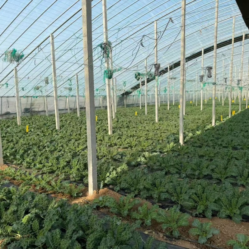 鲜食羽衣甘蓝苗/基地专用/颜色墨绿产量高