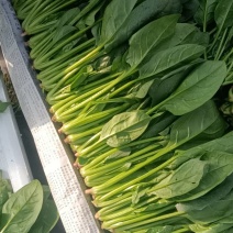 大量小颗，大颗菠菜。量大，价格从优，几百亩。