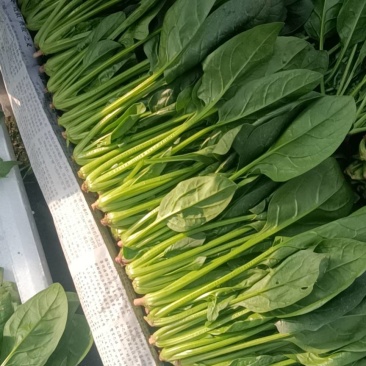 大量小颗，大颗菠菜。量大，价格从优，几百亩。