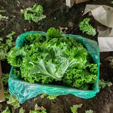 《生菜》散叶生菜球生菜河北基地直发对接商超团购电商