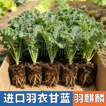 鲜食羽衣甘蓝苗/基地专用/颜色墨绿产量高