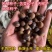 苦槠种子青冈栎种子小叶青冈种子苦槠豆腐原料