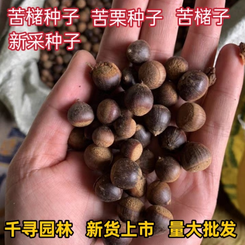 苦槠种子青冈栎种子小叶青冈种子苦槠豆腐原料