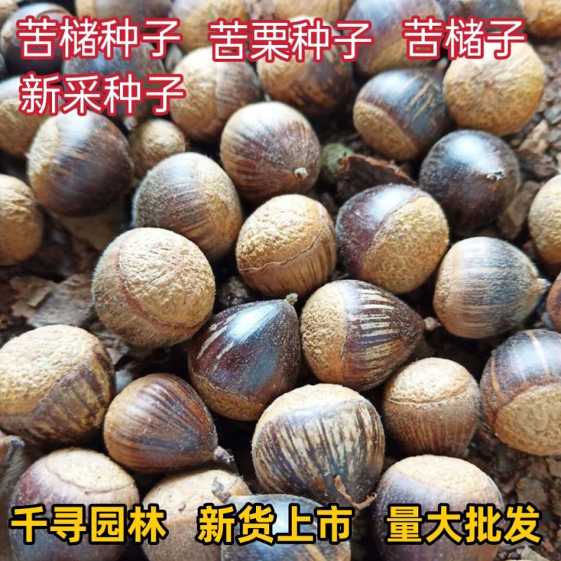 苦槠种子青冈栎种子小叶青冈种子苦槠豆腐原料