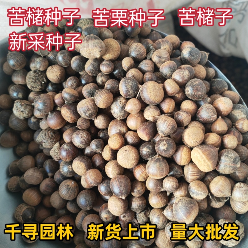 苦槠种子青冈栎种子小叶青冈种子苦槠豆腐原料
