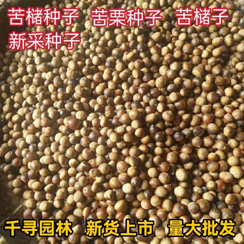 苦槠种子青冈栎种子小叶青冈种子苦槠豆腐原料