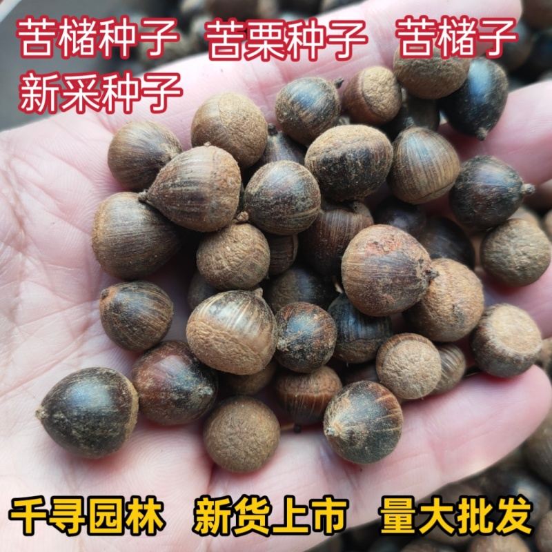 苦槠种子青冈栎种子小叶青冈种子苦槠豆腐原料