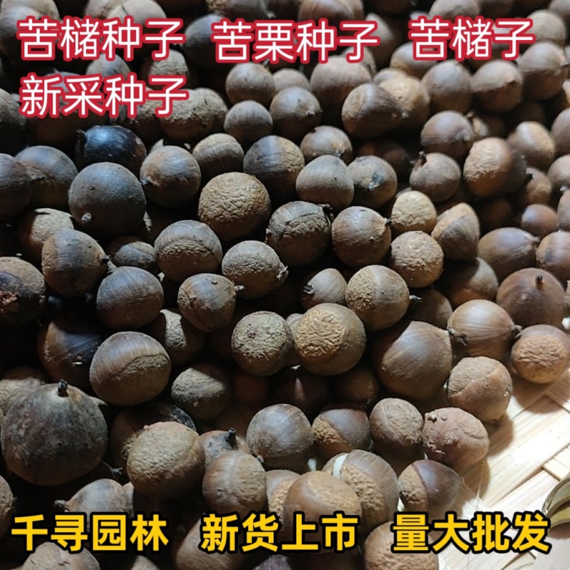 苦槠种子青冈栎种子小叶青冈种子苦槠豆腐原料