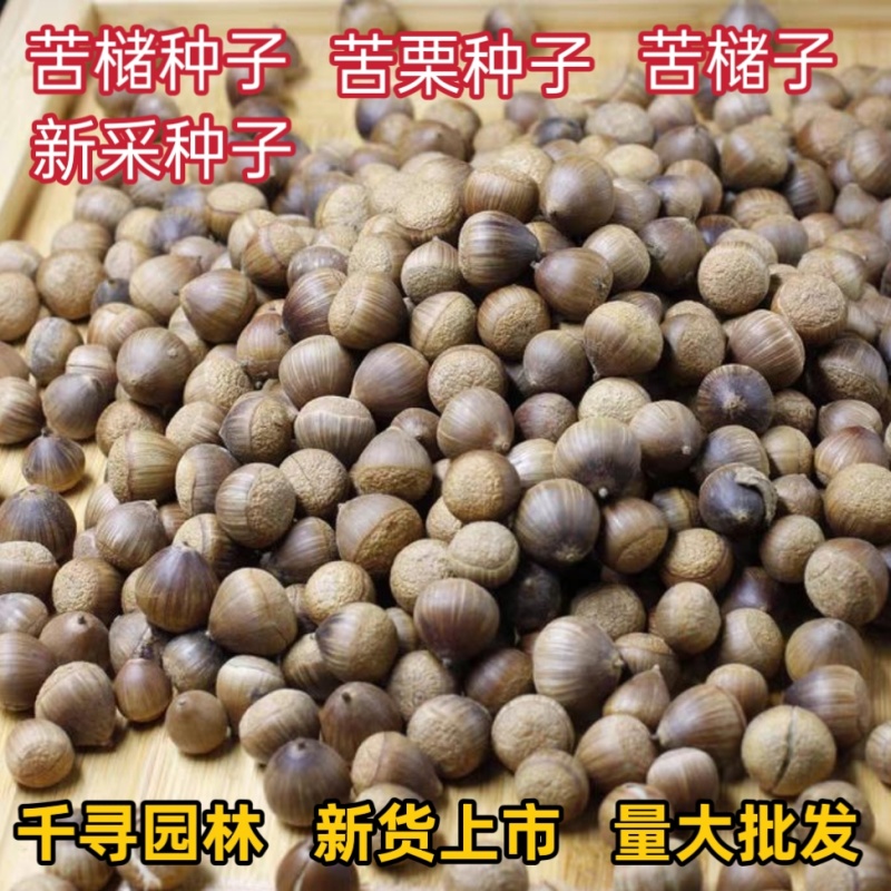 苦槠种子青冈栎种子小叶青冈种子苦槠豆腐原料