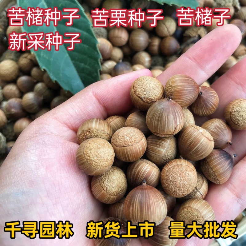 苦槠种子青冈栎种子小叶青冈种子苦槠豆腐原料