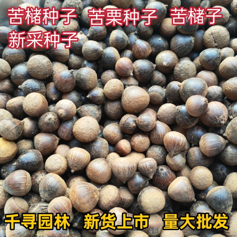 苦槠种子青冈栎种子小叶青冈种子苦槠豆腐原料