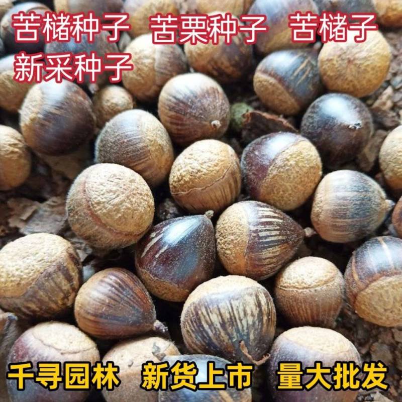 苦槠种子青冈栎种子小叶青冈种子苦槠豆腐原料