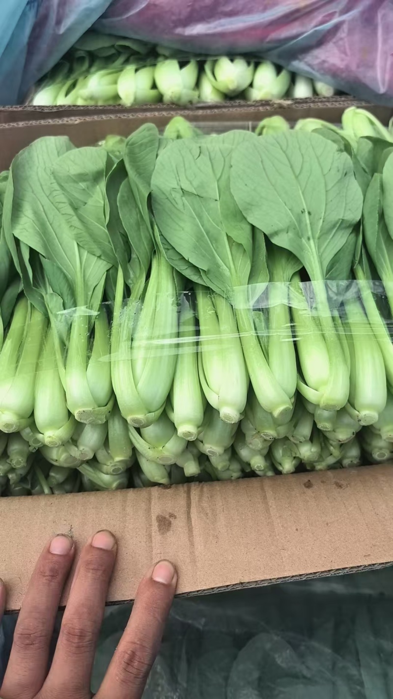 【实力】精品上海青大量接单产地直发量大从优欢迎来电
