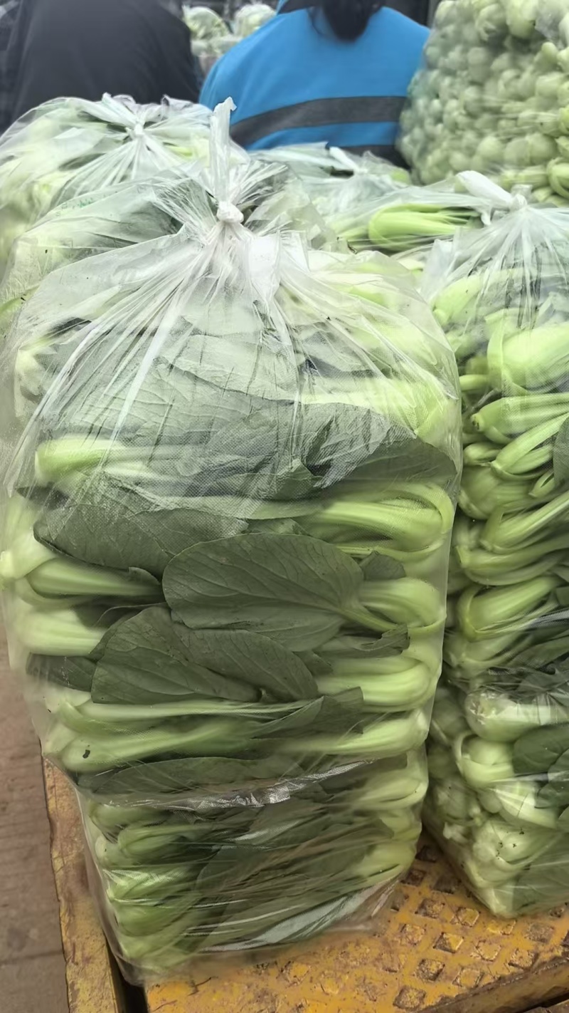 【实力】精品上海青大量接单产地直发量大从优欢迎来电