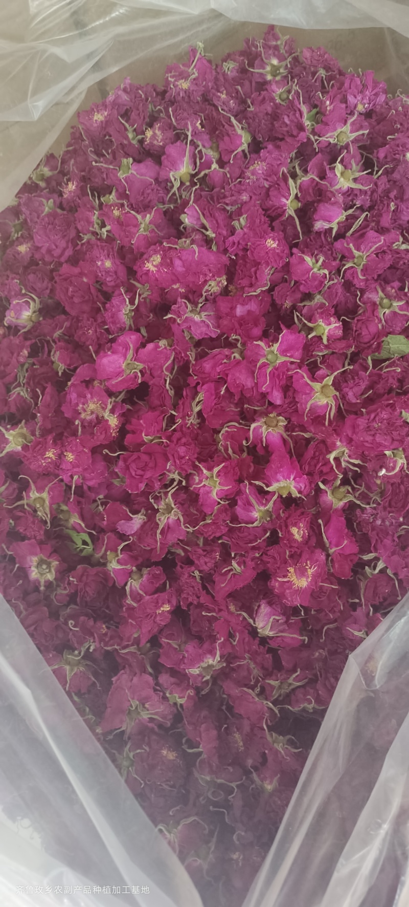玫瑰花