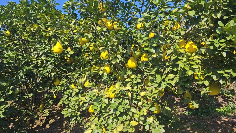 沙田柚，自家种植不打药，纯甜，平均1.8斤一欢迎采购老板