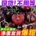 3J大果车厘子广州发货，一件代发坏果包赔