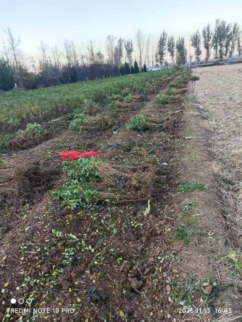 平阴玫瑰苗食用药用玫瑰苗丰花一号重瓣玫瑰苗