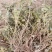 平阴玫瑰苗食用药用玫瑰苗丰花一号重瓣玫瑰苗