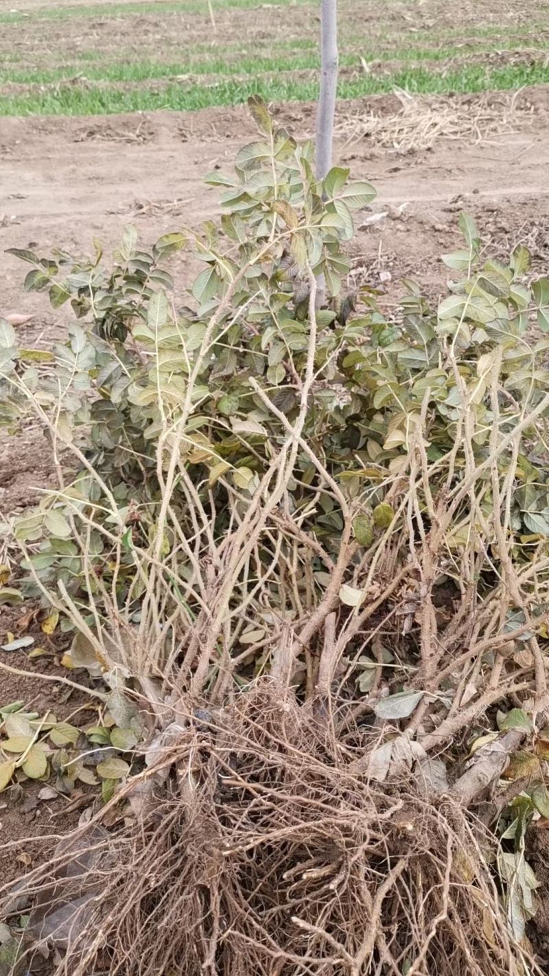 平阴玫瑰苗食用药用玫瑰苗丰花一号重瓣玫瑰苗