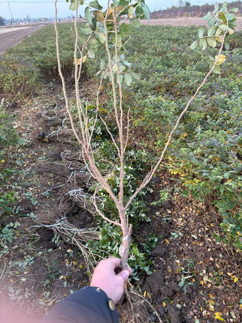 平阴玫瑰苗食用药用玫瑰苗丰花一号重瓣玫瑰苗