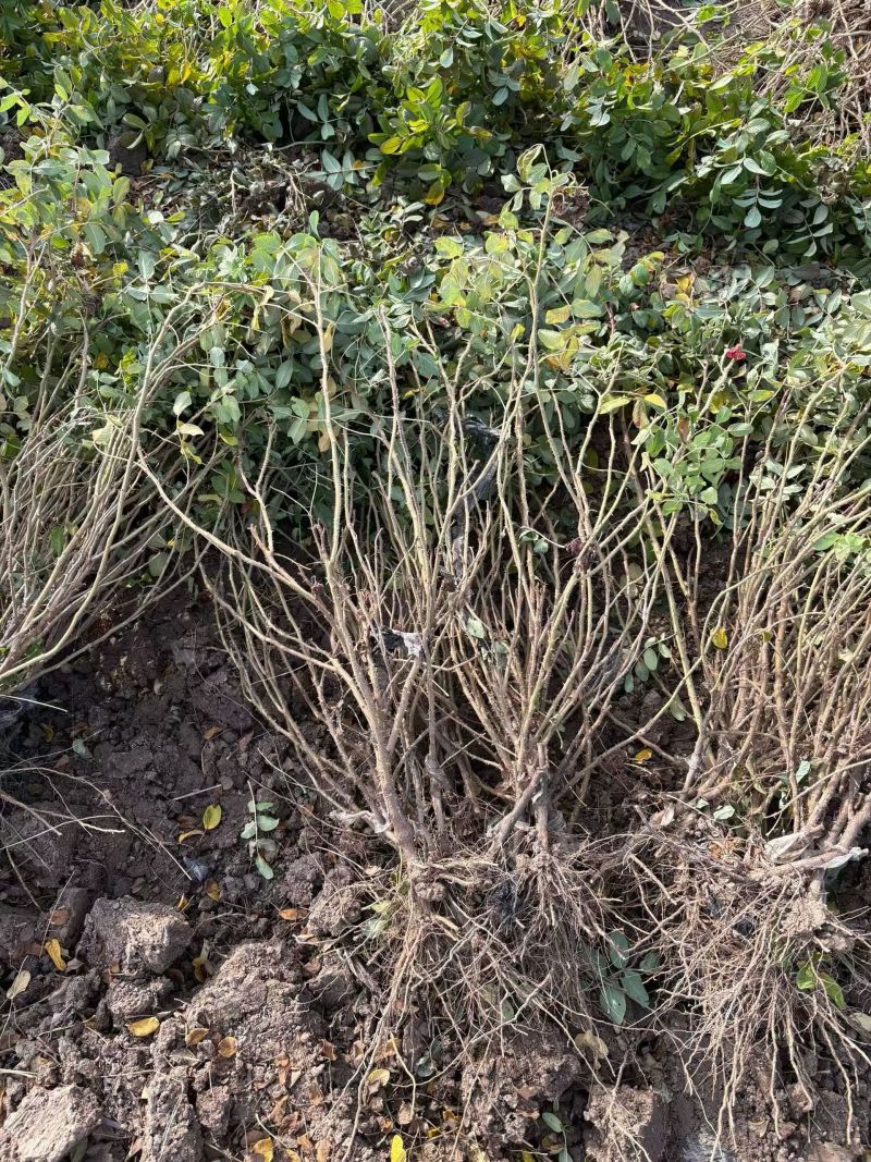 平阴玫瑰苗食用药用玫瑰苗丰花一号重瓣玫瑰苗