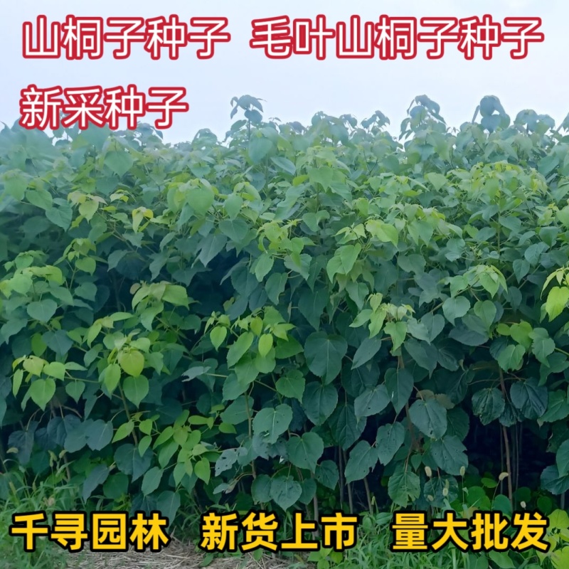新采山桐子种子毛叶山桐子种子油葡萄种籽水冬瓜种子