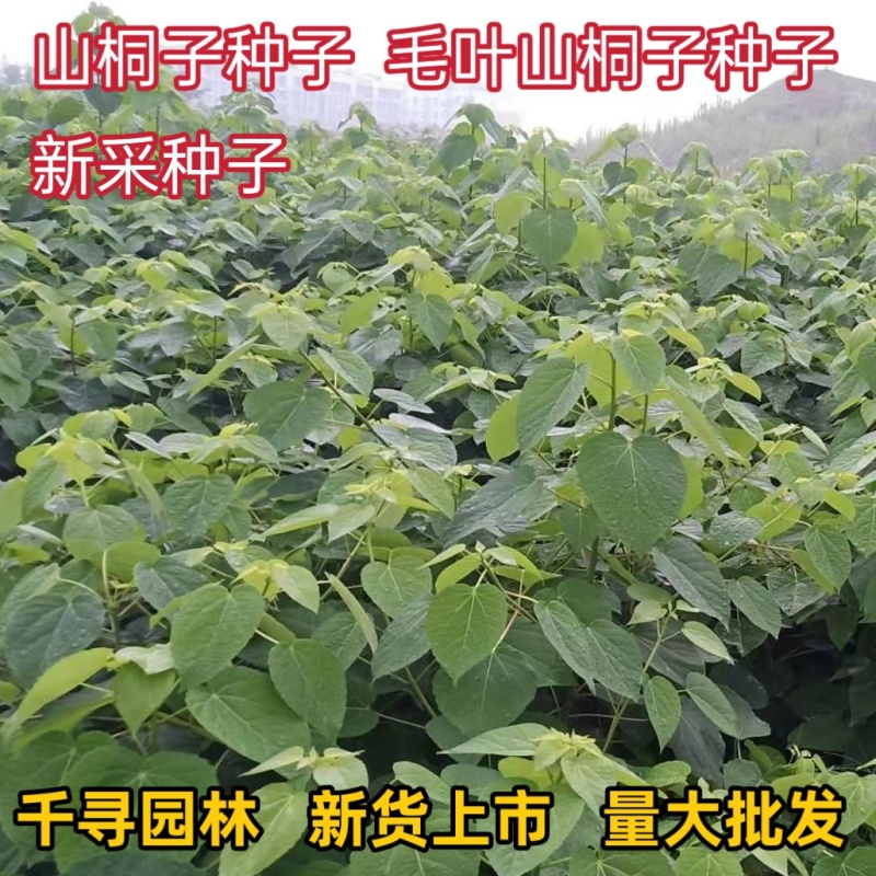 新采山桐子种子毛叶山桐子种子油葡萄种籽水冬瓜种子