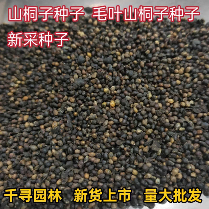 新采山桐子种子毛叶山桐子种子油葡萄种籽水冬瓜种子