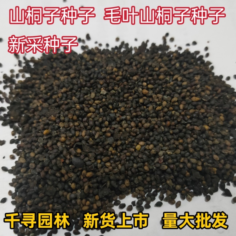新采山桐子种子毛叶山桐子种子油葡萄种籽水冬瓜种子