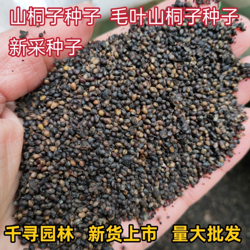 新采山桐子种子毛叶山桐子种子油葡萄种籽水冬瓜种子