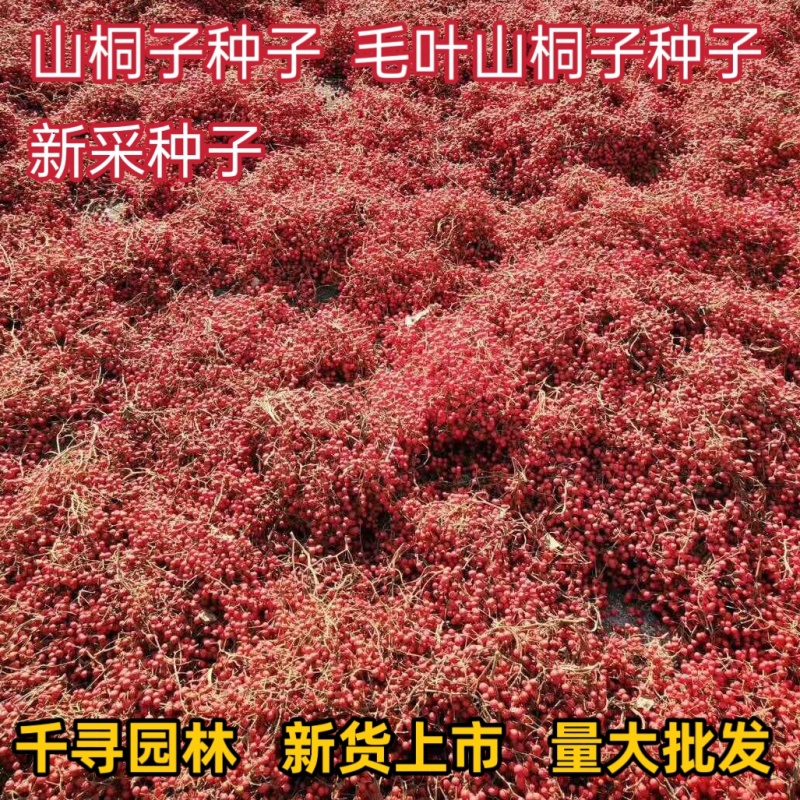 新采山桐子种子毛叶山桐子种子油葡萄种籽水冬瓜种子