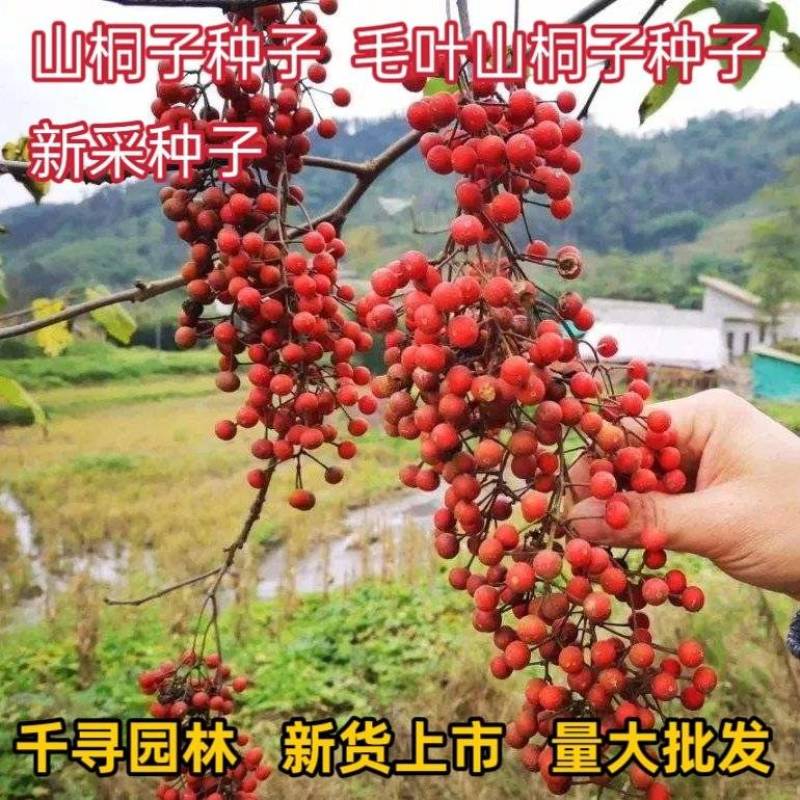 新采山桐子种子毛叶山桐子种子油葡萄种籽水冬瓜种子