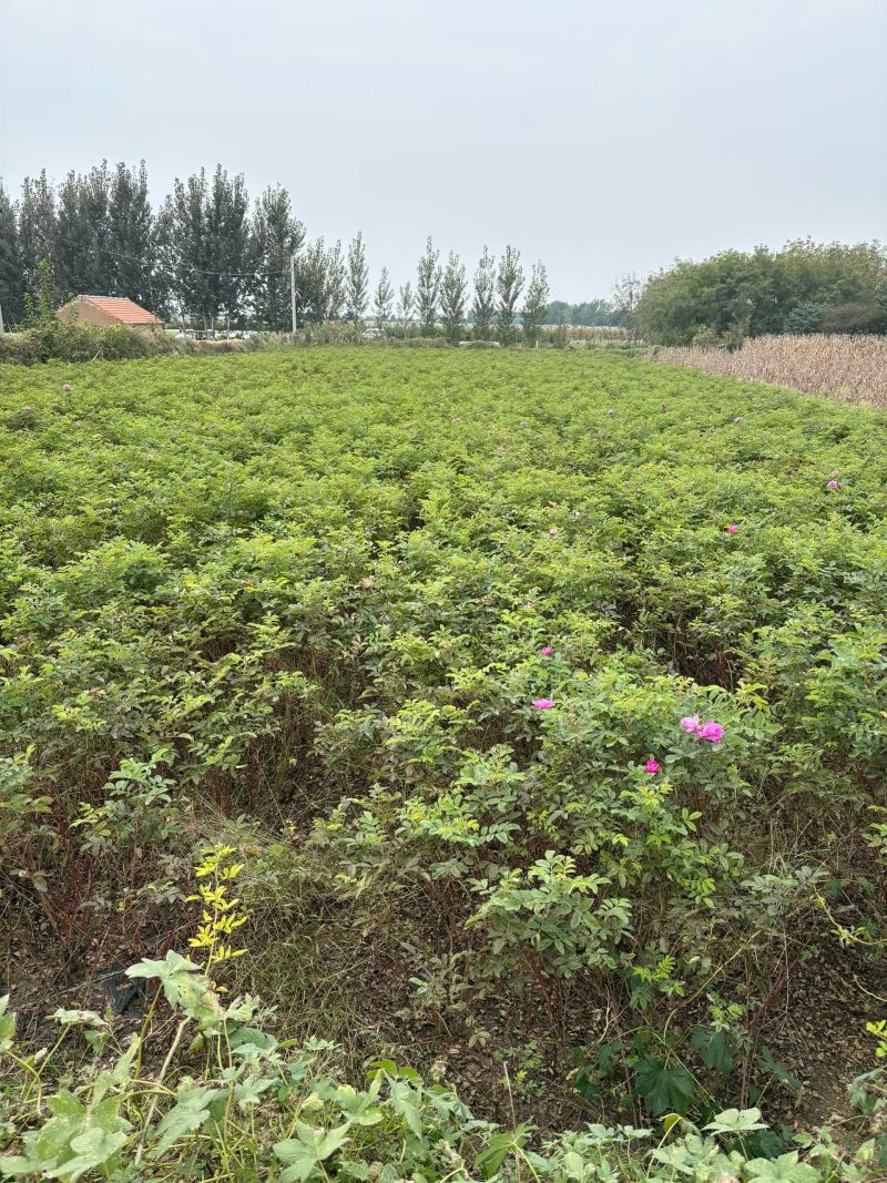 平阴玫瑰苗食用药用玫瑰苗丰花一号重瓣玫瑰苗