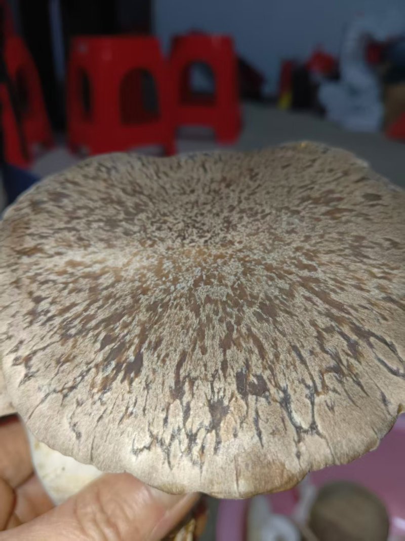 仿野生麒麟菇，营养丰富，鲜味实足，嫩滑脆口