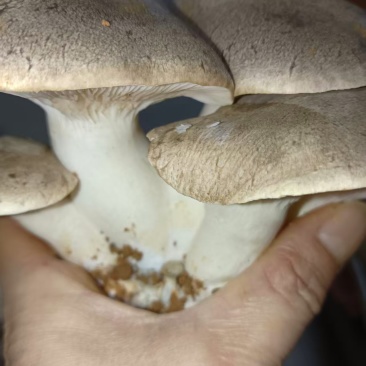 仿野生麒麟菇，营养丰富，鲜味实足，嫩滑脆口