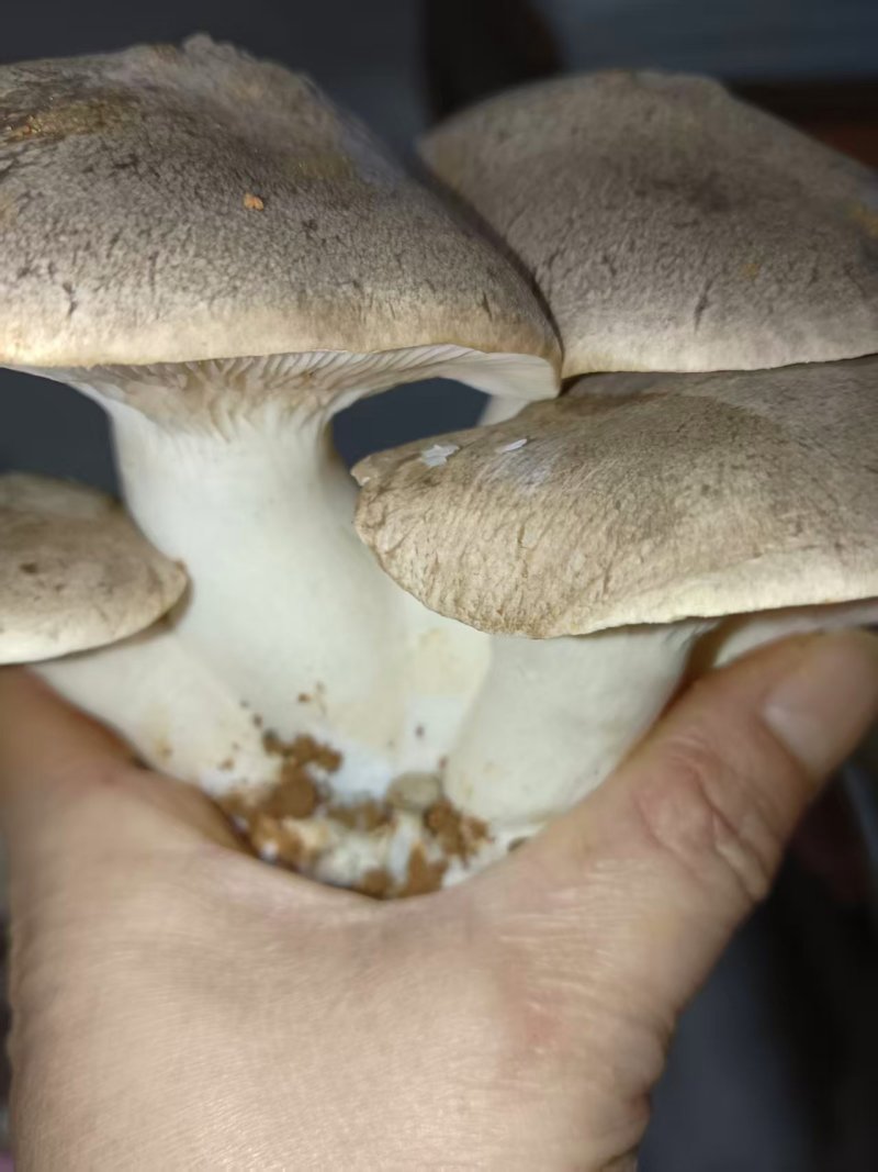 仿野生麒麟菇，营养丰富，鲜味实足，嫩滑脆口