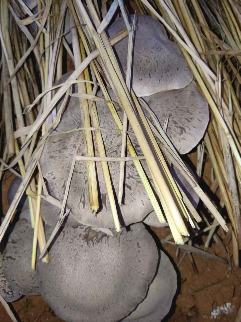 仿野生麒麟菇，营养丰富，鲜味实足，嫩滑脆口