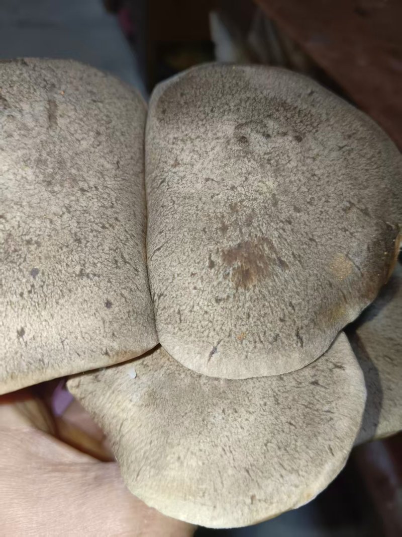 仿野生麒麟菇，营养丰富，鲜味实足，嫩滑脆口