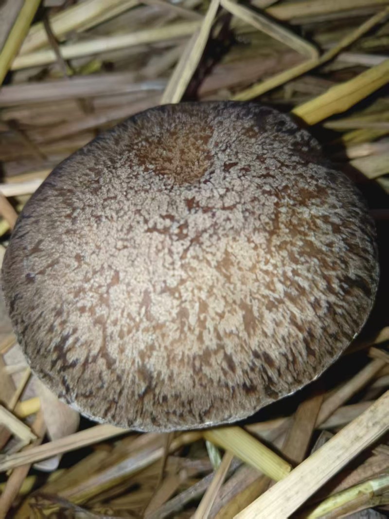 仿野生麒麟菇，营养丰富，鲜味实足，嫩滑脆口